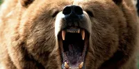 ببینید | گشت‌زنی خرس قهوه‌ای و ۲ توله‌اش در منطقهٔ قورخود خراسان‌شمالی