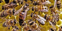ببینید | هجوم زنبورها به یک هواپیمای مسافربری