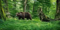 ببینید | ثبت تصاویر پلنگ، خرس و گراز در ارتفاعات شرق گیلان