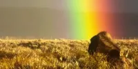 گوزن شمالی در قاب رنگین‌کمان + فیلم