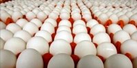 قیمت جدید تخم‌مرغ اعلام شد