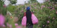از گلاب‌گیری تا پرسه زدن در دشت‌های بهاری؛ اردیبهشت کجا برویم؟/ ۹ مقصد جذاب برای سفر یک‌روزه/ راهنمای سفرهای بهاری نزدیک تهران