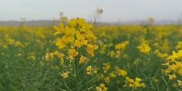 دشت کلزا؛ نعمتی در دل کویر بردسکن 