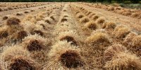 خبر مهم برای گندم‌کاران /قیمت خرید تضمینی گندم مشخص شد