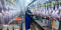 موافقت مجاز مشروط با صادرات گوشت مرغ بریده نشده