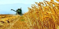 خرید تضمینی گندم با پرداخت علی‌الحسابی