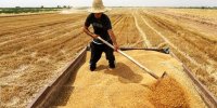 خبر مهم برای گندمکارام/ قیمت جدید گندم در سال ۱۴۰۵ اعلام شد
