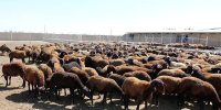 قیمت جدید دام زنده امروز ۹ اردیبهشت ۱۴۰۵/ گوسفند و گوساله چند شد؟ + جدول