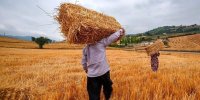 خبر مهم وزیر جهادکشاورزی برای گندم‌کاران/ زمان پرداخت مطالبات گندم‌کاران مشخص شد