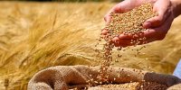 پرداخت ۵۰ درصد از مطالبات گندمکاران به زودی