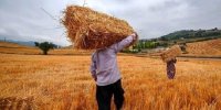 جدیدترین خبر درباره پرداخت مطالبات گندمکاران/ سرنوشت خودکفایی گندم به کجا رسید؟