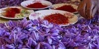 گرانی عجیب و غریب زعفران/ بازار محصولات تقلبی سکه شد