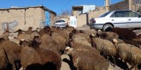پیش‌بینی رییس شورای تامین دام از قیمت گوشت در تابستان امسال/ افزایش قیمت گوشت قرمز در راه است؟