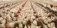 واکنش اتحادیه مرغداران به ادعای معدوم‌سازی مرغ‌های تخم‌گذار با گاز