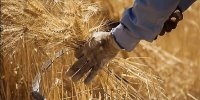پرداخت مطالبات گندمکاران به کجا رسید؟