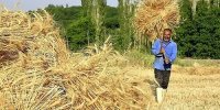 خبر مهم درباره خرید تضمینی گندم / کشاورزان حتما بخوانند