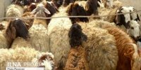 تناقض عجیب بازار گوشت؛ دام ۳۰ درصد ارزان شد، گوشت برای مصرف‌کننده نه!