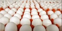 قیمت واقعی هر شانه تخم‌مرغ رسما اعلام شد/ قیمت تخم‌مرغ در پاییز چه تغییری می‌کند؟