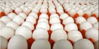 قیمت تخم مرغ شانه ۳۰ تایی بین ۶۰۰ تا ۷۰۰ هزارتومان است
