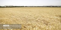 پرداخت ۴۱.۸ همت دیگر از مطالبات گندم‌کاران