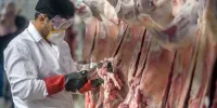 آمار کشتار دام کشتارگاه‌های رسمی کشور منتشر شد