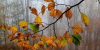 آخرین برگ زمین چه زمانی خواهد افتاد؟ | محاسبه‌ای تازه از پایان حیات گیاهی در کره خاکی