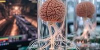 یک گام جدید برای کشف نحوه دیدن و فکرکردن مغز با نقشه‌برداری از ۲۰۰ هزار سلول مغزی
