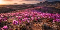 اسرار شکوفایی گل‌های رنگارنگ در یکی از خشک‌ترین بیابان‌های جهان!