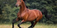 این حرکت عجیب اسب در زلزله ۷.۴ ریشتری ژاپن همه را حیرت زده کرد!