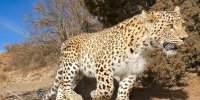 ببینید؛ محاصره مرگبار پلنگ توسط شیرهای خشمگین + ویدئو