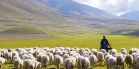 معمای قتل چوپان در طویله + ویدئو