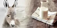 شیر الاغ بخوریم یا نه؟‌ + ویدئو