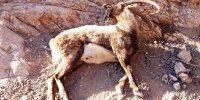 مرگ دلخراش مادر کوهستان قزوین در شرایطی که آبستن بود + عکس