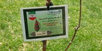 ۱۱/۵ میلیون نهال امید | نهضت درختکاری به یاد رهبر شهید تداوم دارد
