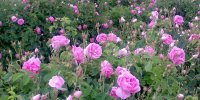 دوسوم گل محمدی جهان مربوط به ایران است | فارس و اصفهان و کرمان استان‌های رکوردار تولیدی
