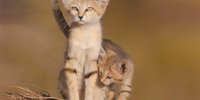 بچه‌دار شدن گربه شنی در اصفهان + عکس