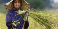زنان کشاورز ۵۰ درصد نیروی کار کشاورزی را تشکیل می دهند