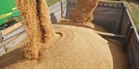 تداوم تولید مواد غذایی زیر سایه جنگ | ۳۰ درصد تولید مازاد بر نیاز داخل است