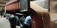 پرداخت ۴۱ همت از مطالبات گندمکاران | انتقاد از تحریم بانک کشاورزی