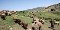 کلید ارزانی گوشت | سالانه چقدر نهاده دامی وارد کشور می شود؟