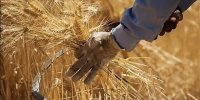 پیش‌بینی فائو از رکوردشکنی تولید غلات ایران | ایران در این شاخص سوم آسیا شد