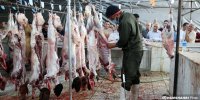 تعدیل قیمت گوشت با افزایش عرضه دام