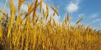 پیامدهای متفاوت جنگ رمضان و جنگ اوکراین بر امنیت غذایی