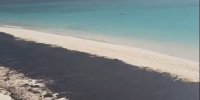 چرا ساحل لاوان سیاه شد؟/ توضیح مسئولان