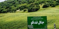 برای اولین‌بار در پرونده قطع درختان؛ حکم تبعید صادر شد/ کمین ۴۸ ساعته برای شکار متخلفان فندقلو