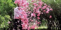 میمند، بی تاب میناب شد | اهدای ۱۸ بسته گلاب به خانواده های مینابی