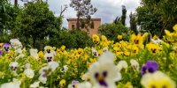 شیراز را رایگان بگردید | جزئیات برنامه های روز شیراز  در بزرگترین باغشهر ایران