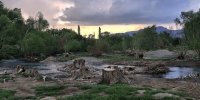 قطع شبانه درختان یک روستای گردشگری در شازند | پیگرد قانونی برای متخلفان | متولیان موقوفه در تخلف نقش داشتند + فیلم