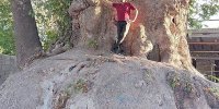 چنار ۲۵۰۰ ساله خراسان کجاست؟ | درختی که ۱۰ نفر برای دربرگرفتن تنه‌اش کافی نیستند