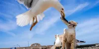 این عکس‌های خیابانی دقیقا در لحظۀ درست گرفته شده‌اند!